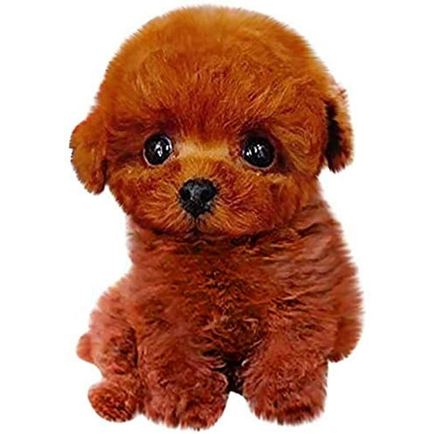 Teddy cheap dog lucky