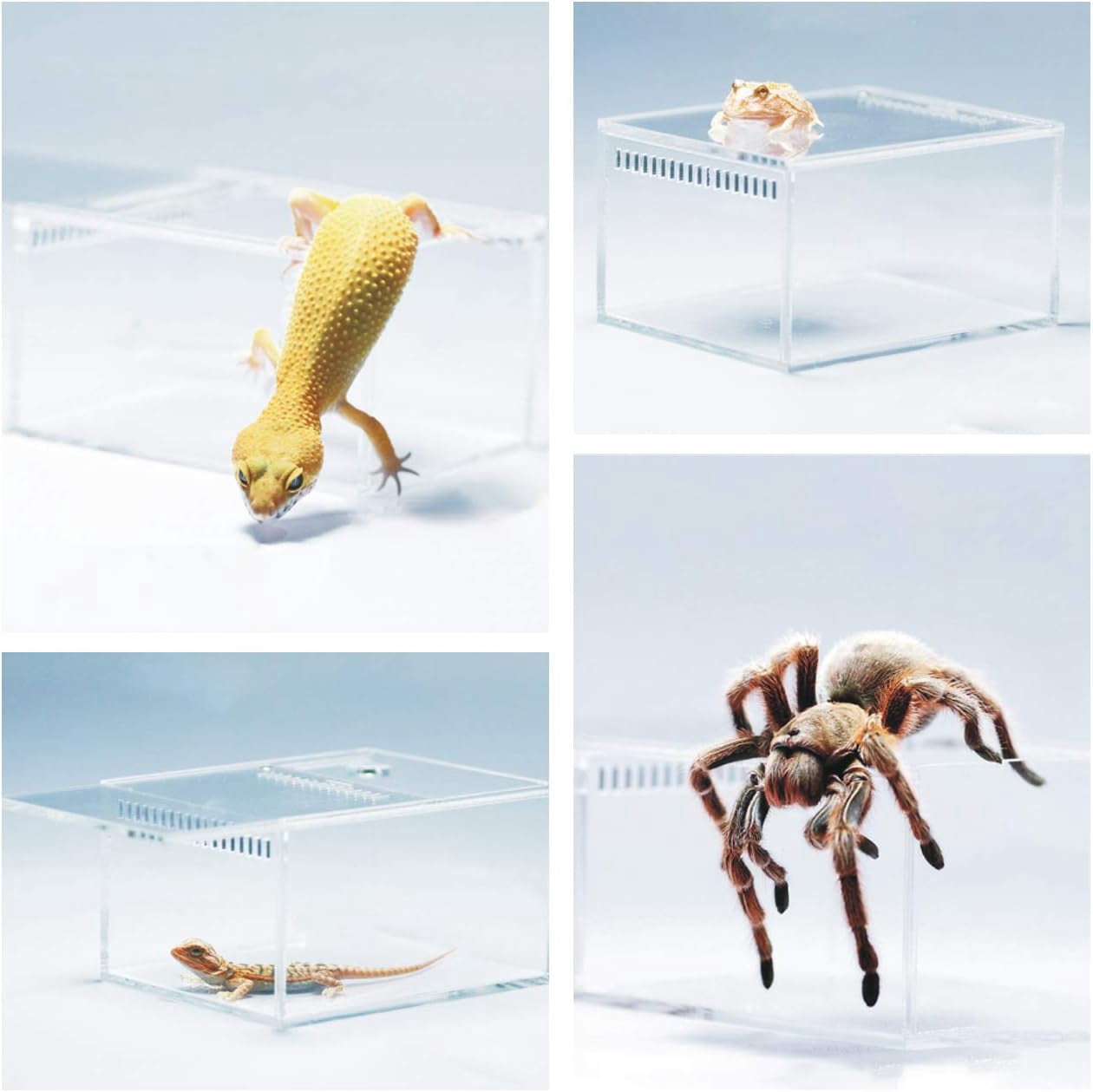 2 Pack Acrylic Reptile Terrarium Insect Tarantula Enclosure Tank Snail Spider Habitat Cage Mini Critter Keeper Insect Carrier Transparent Reptile Isopods Lizards Roach Invertebrates Insect Feeding Box