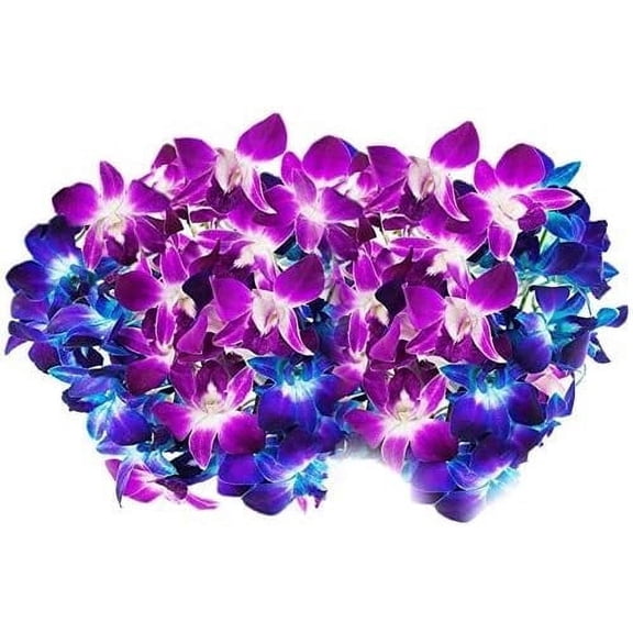 KaBloom : 40 Blue-Purple Dendrobium Orchids Next-Day Delivery, Gift for Every Occasion.