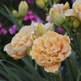 thumbnail image 2 of PEMDASGARDEN 10+ Siloam Peony Display Reblooming Daylily Flower Seeds, Rare, 2 of 3