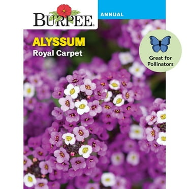 Burpee Royal Carpet Alyssum Flower Seed, 1-Pack