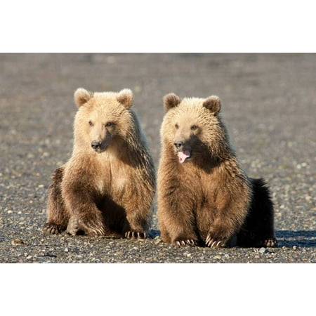 Alaska Cub Bear Knife Grizzly Bear cubs one yawning Katmai National Park Alaska Poster Print by Matthias Breiter (10 x 14) ()