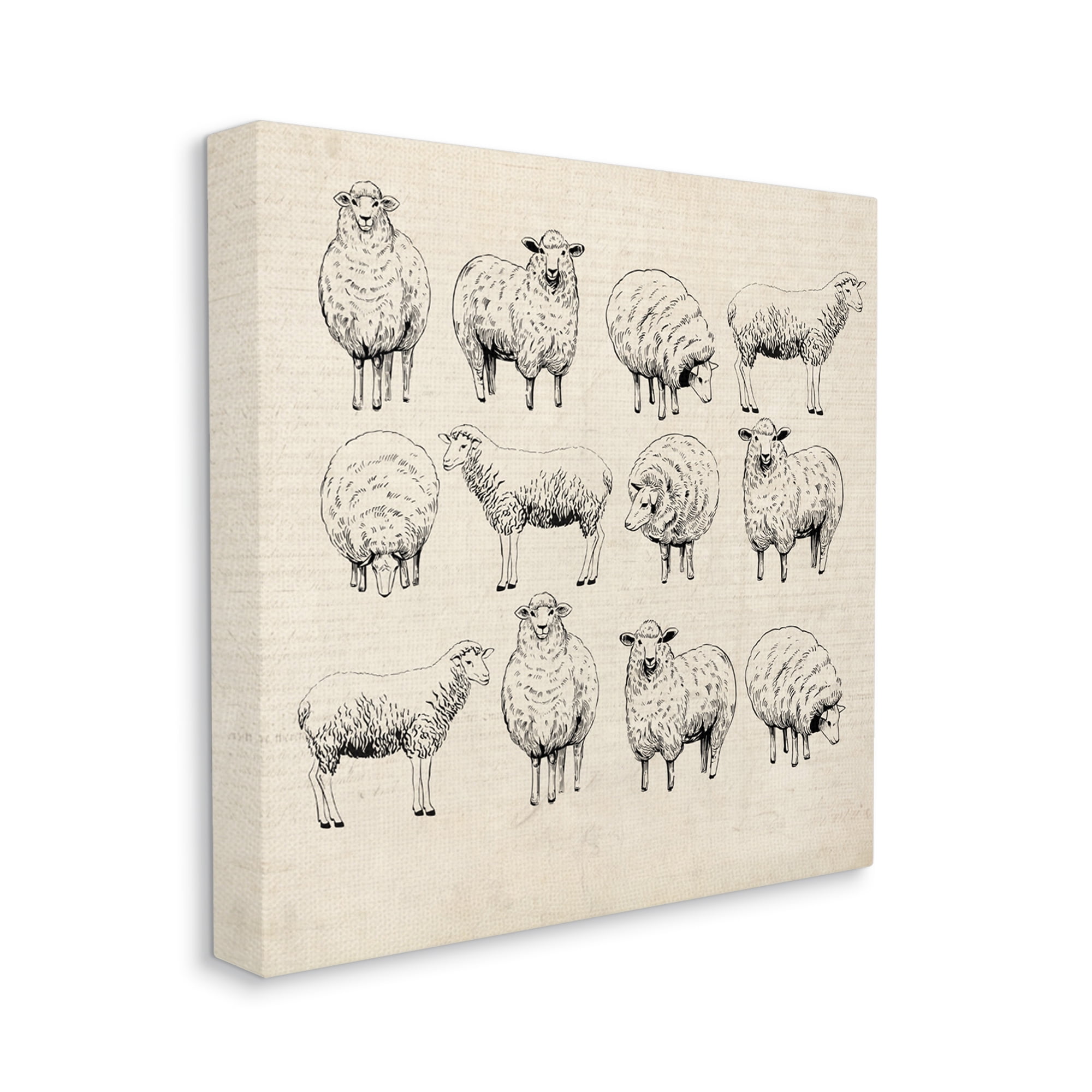 Stupell Industries Vintage Sheep Drawings Animals & Insects Painting Gallery Wrapped Canvas Art Print Wall Art, 17 x 17