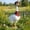 03-14", variant on Win s Way Classic Porch Goose Statue,7/12/14 Inch Weather Resistant White Garden Figurine with Weighted Base for Yard Patio