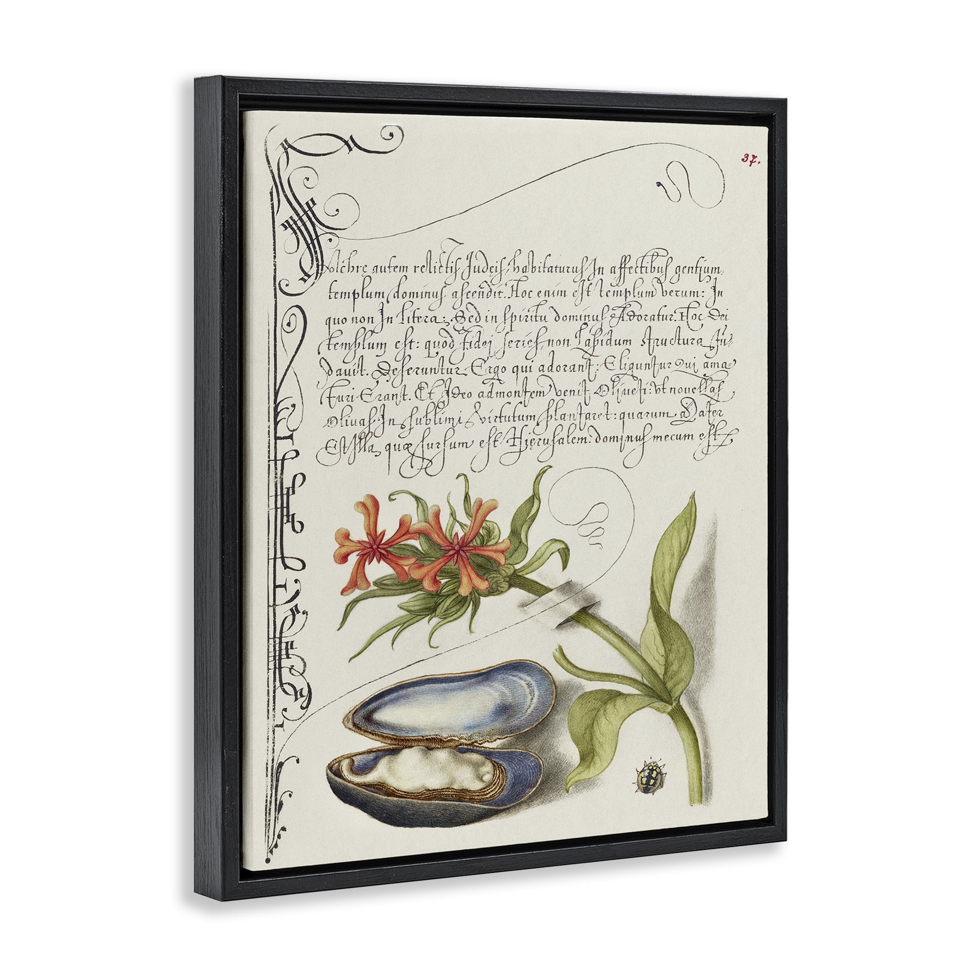 Stupell Industries Oyster & Plant Study Text & Numbers Painting Black Floater Framed Canvas Art Print Wall Art, 17 x 21