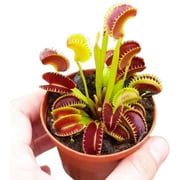 Live Dente Venus Fly Trap Dionea Muscipula 'Dente' Variety Bare Root Carnivorous Plant 2-4 Inches Compact and Hardy Dionaea muscipula Serrated Edge Venus Fly Trap