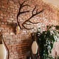 thumbnail image 6 of European Mount Skull Hanger with Antler Shape Deer Skull Mount for Deer Mule Antelope Coyote and Small Game Animals 3 Pack, 6 of 6
