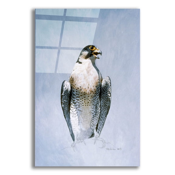 Epic Art 'Peregrine Falcon' by Ron Parker, Acrylic Glass Wall Art, 12"x16"