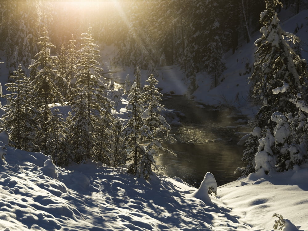 Snow Covered Trees