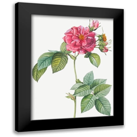 Redoute, Pierre Joseph 12x14 Black Modern Framed Museum Art Print Titled - Rosa turbinata, Rose of Frankfurt