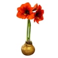 thumbnail image 5 of The Three Company Gold Waxed Amaryllis Plant Bulbs, Blooms Red, Easy Care, No Watering Needed, 5 of 5