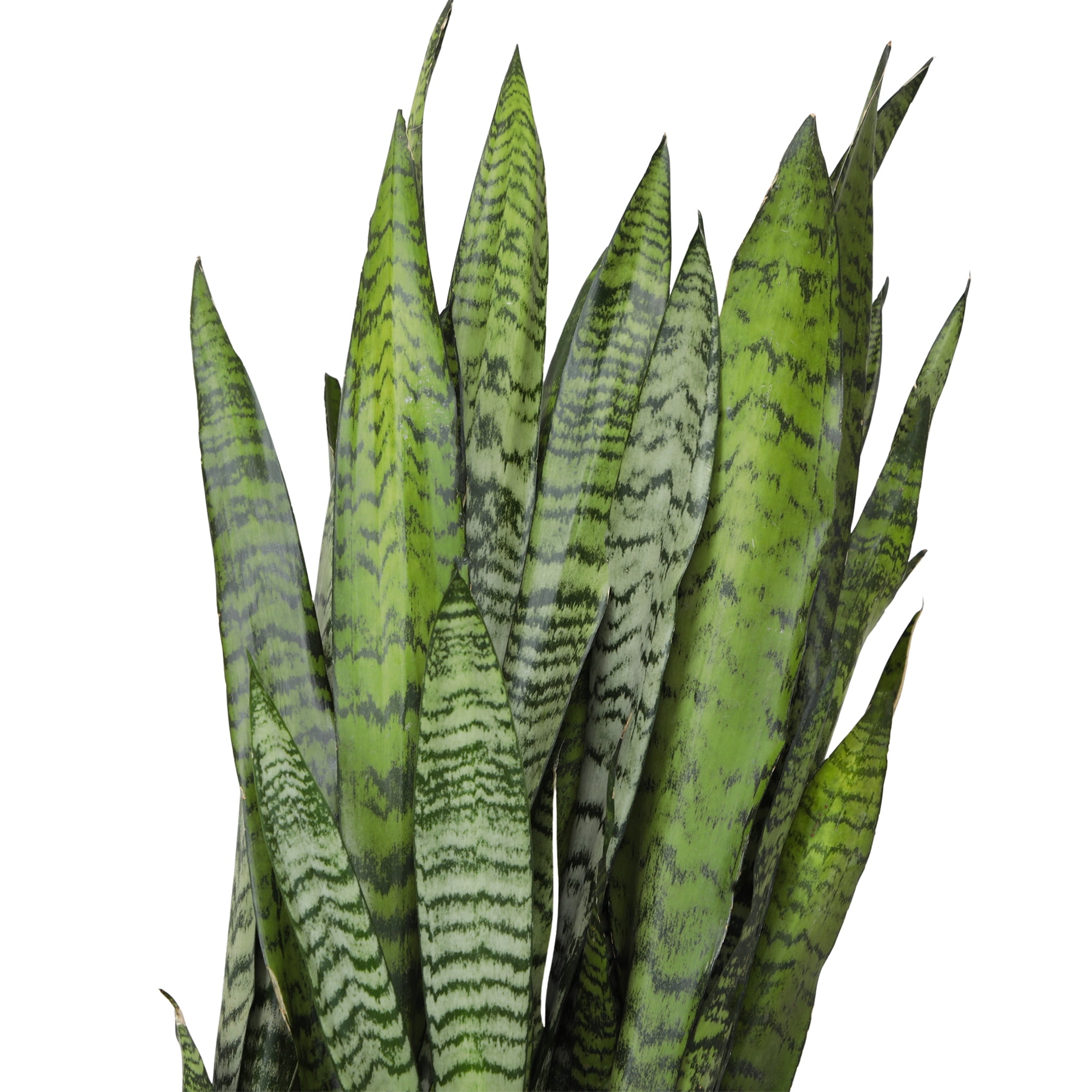 Premium Snake Plant (Sansevieria) in 10" Grower Pot, Live Plant, Grower's Choice Seasonal Selection