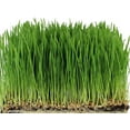 thumbnail image 4 of Mumm's Baies de Blé (Rouge Printemps Dur) Micro-Pousses et Graines Germées Grande Taille : 300 Grammes (10.6 oz) Cultiver Votre Propre Herbe de Blé Certifié Biologique et non-OGM Taux de Germination Élevé, 4 of 6