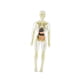 thumbnail image 4 of 19 piezas de modelo de estructura del cuerpo humano transparente, herramienta científica educativa, extraíble 3D estilo B, 4 of 9