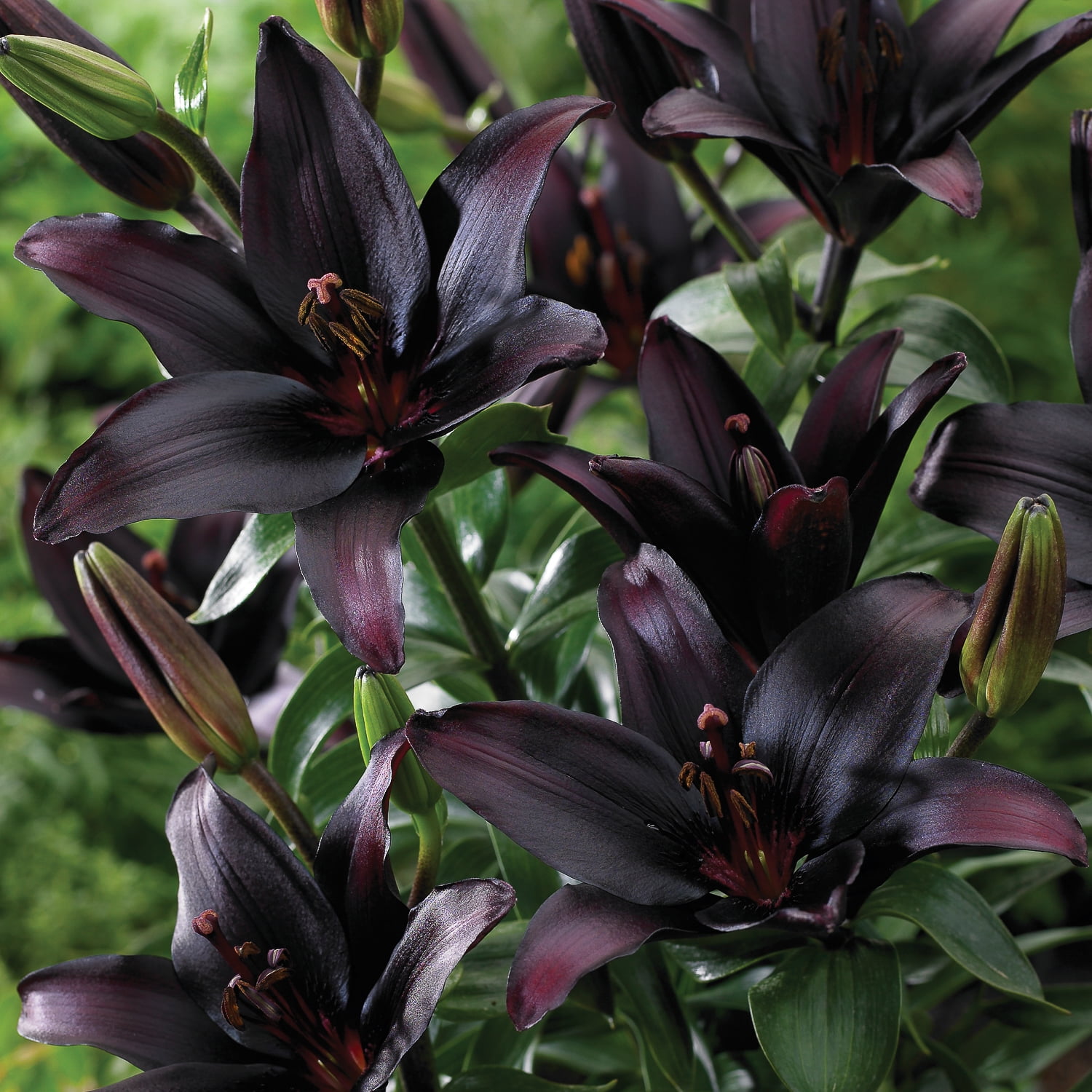 lily⭐︎ Van Zyverden Lily Landini (Set of 4 Dormant Bulbs) Partial