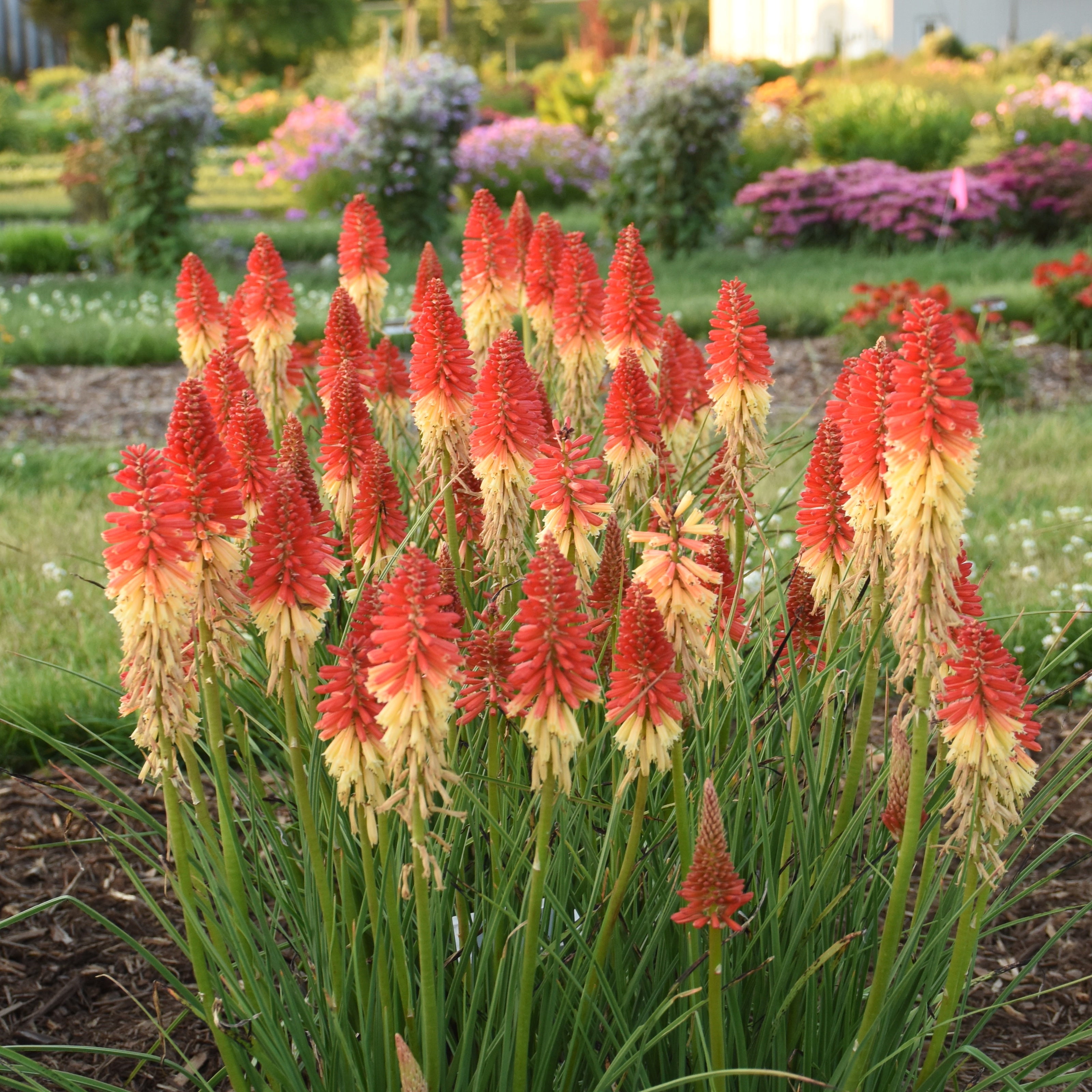 Proven Winners 12" Multicolor Pyromania 'Rocket's Red Glare' Red Hot Poker (Kniphofia hybrid) Perennial Live Plant in 7.13" Pot