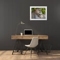 thumbnail image 3 of Richardson, Larry 32x26 White Modern Wood Framed Museum Art Print Titled - Two young lions trade licks at a local zoo, 3 of 4