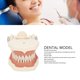 thumbnail image 4 of Modelo Tipodonto Dental, Educativo 32 Dientes DP Marco De Mandíbula Modelo De Dientes Habilidades Prácticas Para Enseñar Para Dentistas, 4 of 7