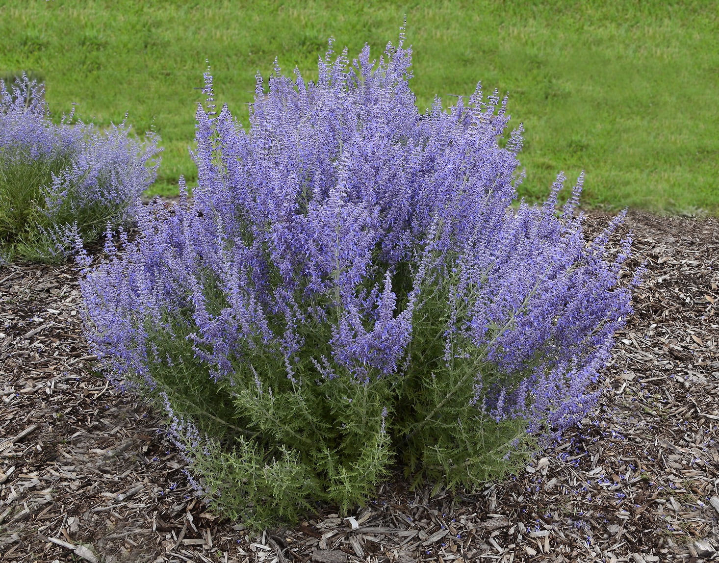 Proven Winners Denim 'n Lace Russian Sage Perennial Live Plant in 3-Gallon Grower Pot