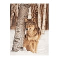 thumbnail image 1 of Safdie & Co. Jeté Tricoté Imprimé Loup De La Forêt, 1 of 2