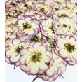 thumbnail image 1 of 20 Pcs Deux Couleurs Mini Roses Naturelles Séchées Pressées pour Résine Art Artisanat DIY, 1 of 1