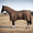 Brown, variant on Resistance Horse Fly Sheet with Neck Cover and Belly Wrap, Mesh, UV Protection, Silver, Sizes 68 in–82 in