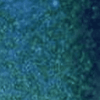 Blue Green