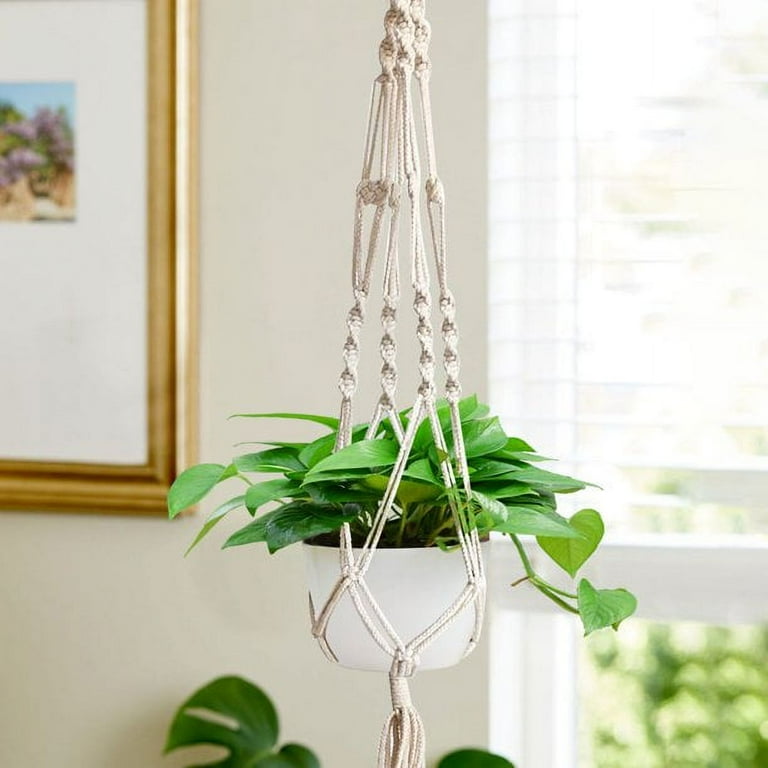 chinese money plant Pilea peperomioides 'Chinese money plant' main image 0
