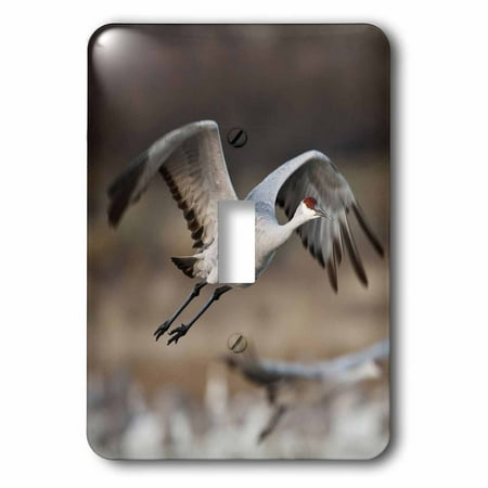 3dRose Sandhill Crane bird takes flight, New Mexico, USA - US32 LDI0040 - Larry Ditto, 2 Plug Outlet Cover