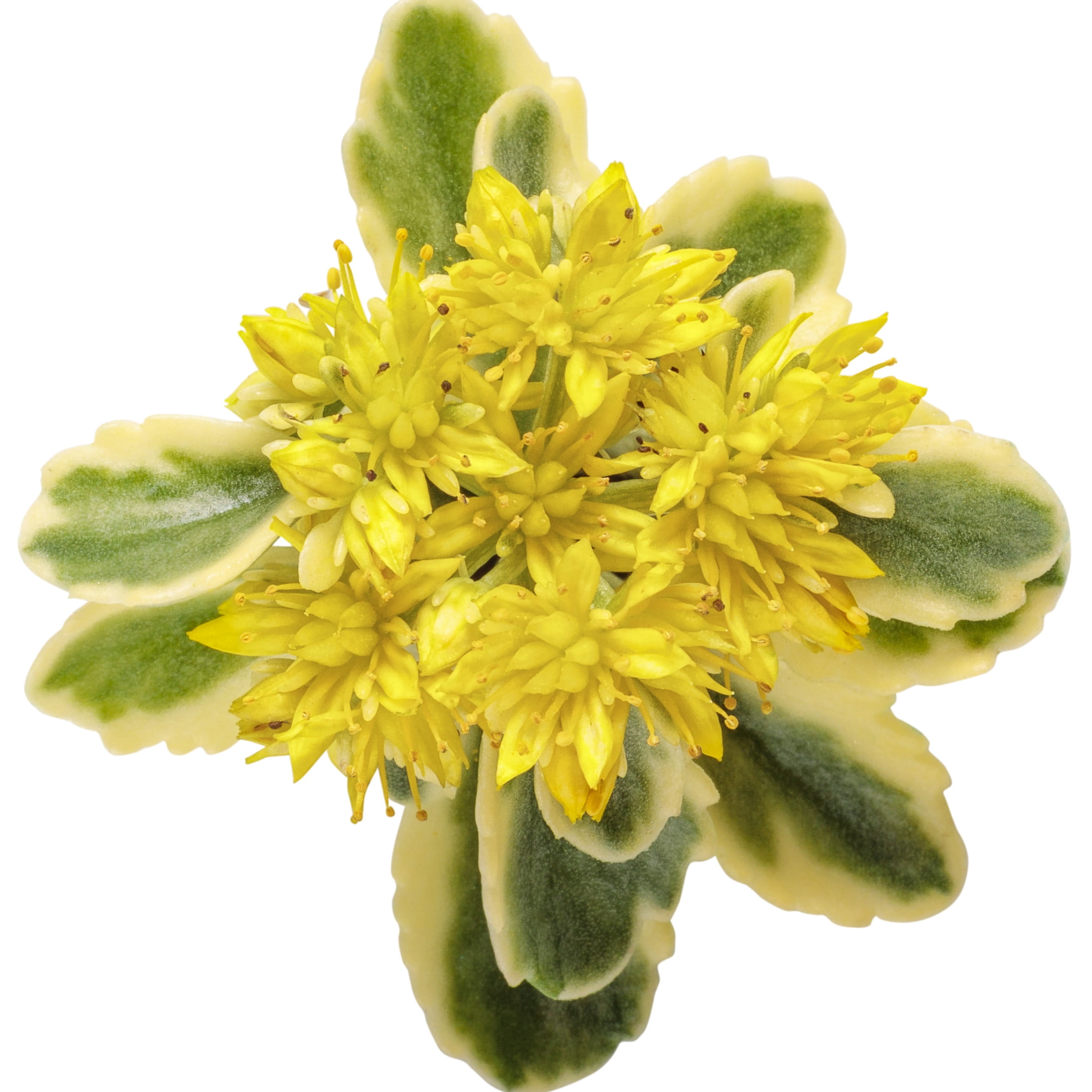 Proven Winners 5" Yellow Rock 'N Low 'Boogie Woogie' Stonecrop Live Plant in 4.5" Pot (4 Count)