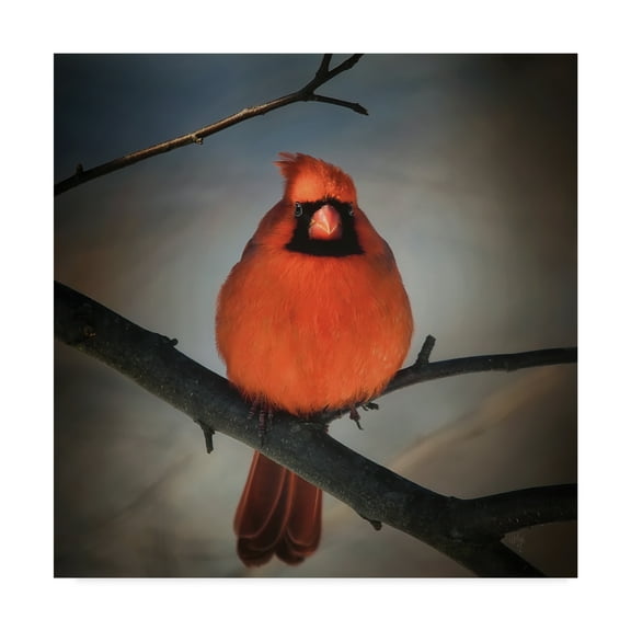Trademark Fine Art 'Cardinal on a Blustery Day' Canvas Art by Lois Bryan