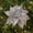 Silver SL, variant on Latrodar Christmas Glitter Magnolia Magnolia With Stems Christmas Tree Decoration Flower Wreath Christmas New Year Decoration Holiday Gift White 2.4x2 Inch