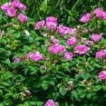 thumbnail image 2 of Sweet Hips Rugosa Rose Potted Starter Plant (1-Pack), 2 of 4