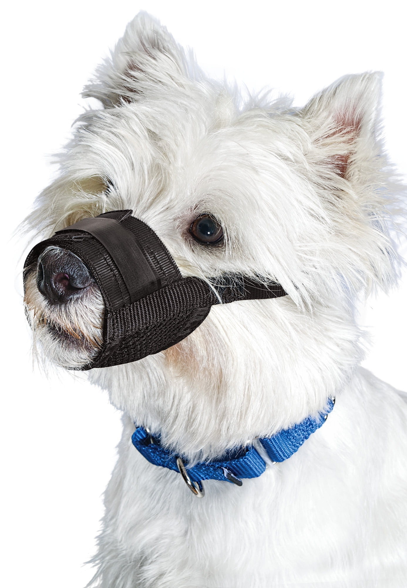 can a muzzle keep a dog from barking