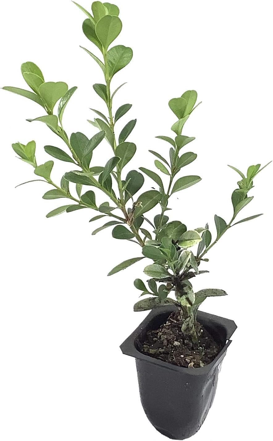 Japanese Boxwood 10 Live Plants Buxus Fast Growing Cold Hardy