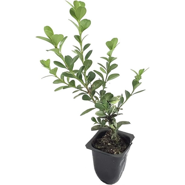 Japanese Boxwood 10 Live Plants Buxus Fast Growing Cold Hardy