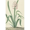 thumbnail image 3 of Jan Augustini 16x24 Black Modern Framed Museum Art Print Titled - The Roze Blue King of Rivers (1762), 3 of 5