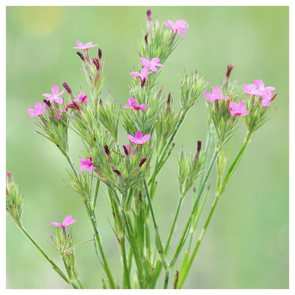 Everwilde Farms - 1 oz Deptford Pink Garden Flower Seeds - Gold Vault Bulk Seed Packet