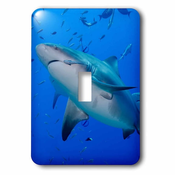 3dRose, Fiji. Close up of bull sharks., single toggle switch