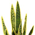 thumbnail image 2 of 28" Green/Yellow Snake Plant Cement Pot, 2 of 2