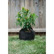 SMART POT 3 Gallon Fabric Grow Bag مع مقابض مقطوعة - طبيعي