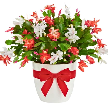 Mixed Thanksgiving Cactus Plants Live, 6 Inch Tall Holiday Succulents, Colorful Winter Bloomers for Indoor or Outdoor Pots