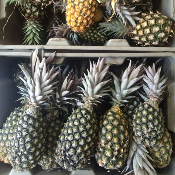 Set 3 Sweet White Pineapple Trees Live Plants, White Hawaiian Pineapple, Hardy Pineapple Fruit Trees to Grow, Hardy Pineapple Fruit Trees to Grow