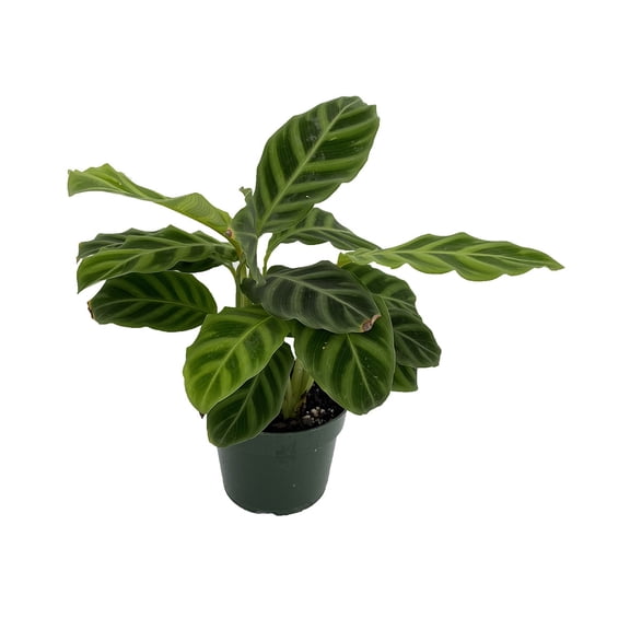 Calathea zebrina -Zebra Peacock Plant - Easy House Plant - 4" Pot