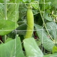 thumbnail image 4 of Polyester Garden Trellis Net for Vine & Plant Support - Heavy-Duty Vegetable, Fruit, Flower Climbing Aid, White Grow Mesh, 4 of 8