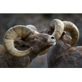 thumbnail image 2 of Verdon 24x17 White Modern Wood Framed Museum Art Print Titled - Bighorn sheep, Ovis canadensis, 2 of 4