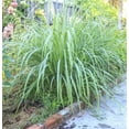 thumbnail image 4 of Set 5 Lemongrass Plants 4-7" Tall for Planting, Rooted Starter Plant, Cymbopogon Plant Healthy Herb Lemon Grass Plants, 4 of 5