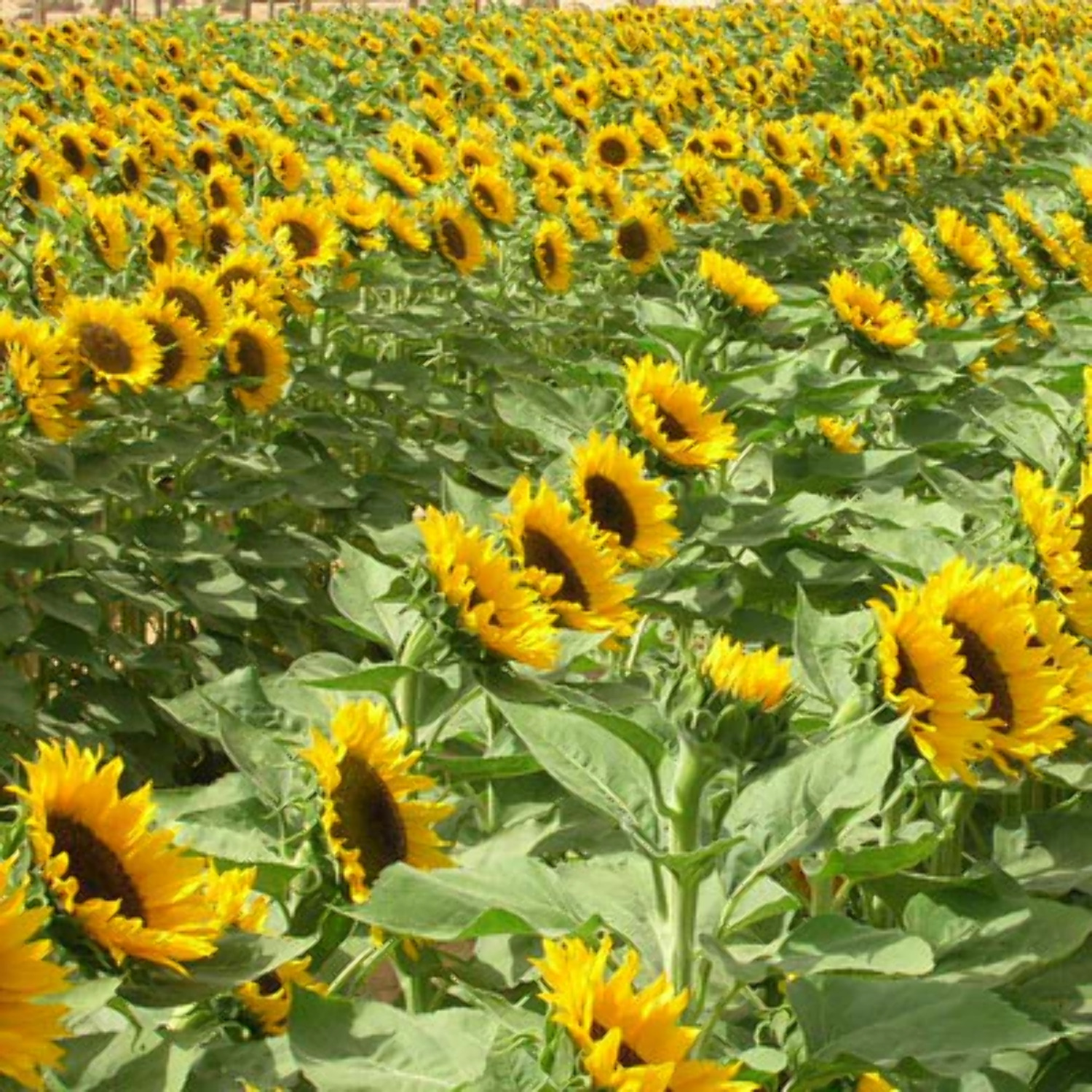 Sunflower Zohar F1 Organic Seed - NON-GMO - 1,000 Seeds
