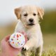 thumbnail image 4 of Dog Chew Toy Flying Rings for Pets 1Set Puppy Balls for Aggressive Chewers, 4 of 5