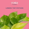 thumbnail image 2 of Costa Farms 10" Tall Lemon Top Pothos Live Plants in 5" Self-Watering Pot, 2 of 9